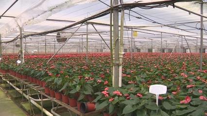 花卉蔬菜樱桃种植大棚温室恒温控温空调设备